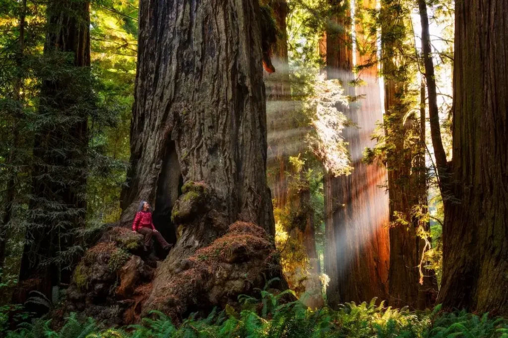 visit to the Redwood National and State Parks promises an unforgettable experience